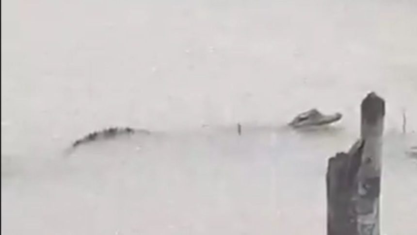 Moradores encontram jacaré em rua alagada no bairro União da Vitória, em Manaus