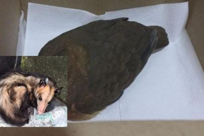 De jiboias a gaviões Ipaam resgatou 389 animais silvestres em Manaus