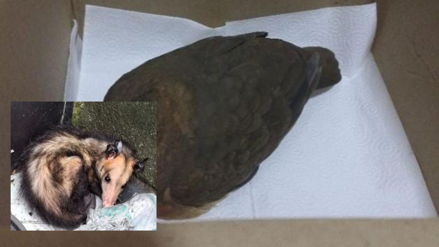 De jiboias a gaviões Ipaam resgatou 389 animais silvestres em Manaus