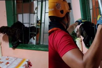 Cadela é resgatada pelos Bombeiros após ficar presa em grade durante chuva em Manaus