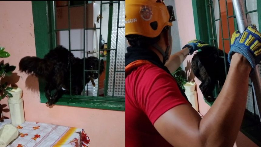 Cadela é resgatada pelos Bombeiros após ficar presa em grade durante chuva em Manaus