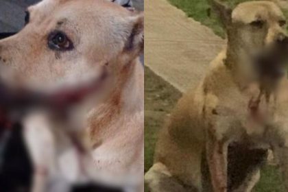 Cadela caramelo tem boca mutilada por catolé em Manaus