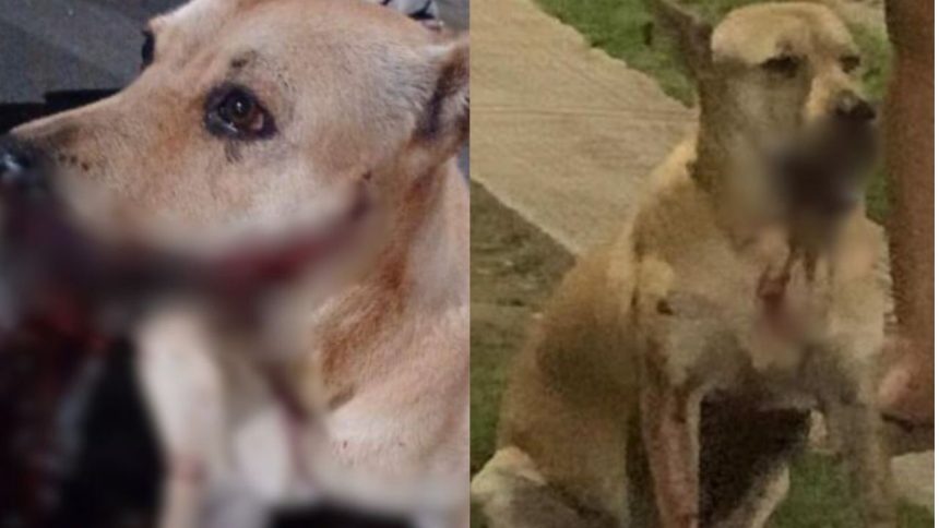 Cadela caramelo tem boca mutilada por catolé em Manaus