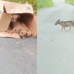 Moradores denunciam abandono de cadela e filhotes em ramal da AM-010