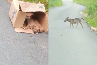 Moradores denunciam abandono de cadela e filhotes em ramal da AM-010