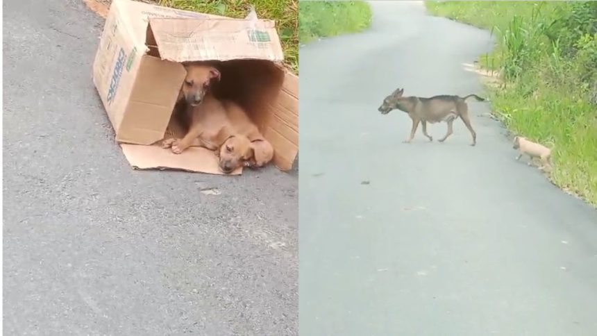 Moradores denunciam abandono de cadela e filhotes em ramal da AM-010