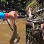 Veja momento em que sucuri-verde é flagrada em cachoeira de Presidente Figueiredo