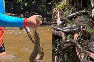 Veja momento em que sucuri-verde é flagrada em cachoeira de Presidente Figueiredo