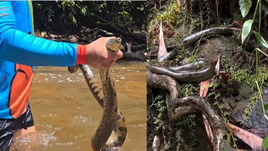 Veja momento em que sucuri-verde é flagrada em cachoeira de Presidente Figueiredo