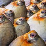 Consumo de pacu é associado a casos compatíveis com Doença de Haff no Amazonas