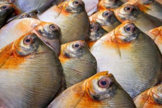 Consumo de pacu é associado a casos compatíveis com Doença de Haff no Amazonas