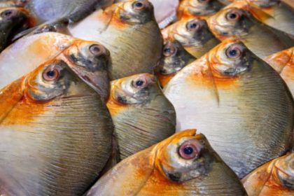 Consumo de pacu é associado a casos compatíveis com Doença de Haff no Amazonas