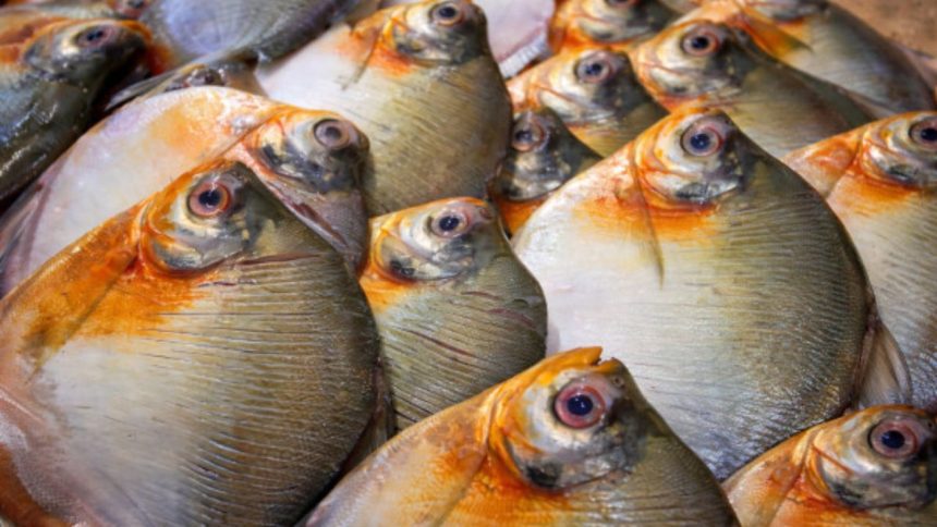 Consumo de pacu é associado a casos compatíveis com Doença de Haff no Amazonas