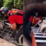 Cachorro é resgatado pelos bombeiros após cair em bueiro de quatro metros em Manaus