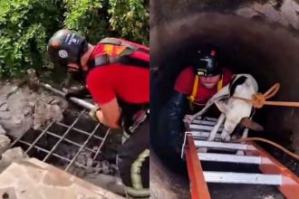 Cachorro é resgatado pelos bombeiros após cair em bueiro de quatro metros em Manaus