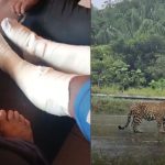 Onça é vista novamente em Iranduba poucas horas após atacar homem e cachorros