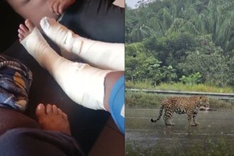 Onça é vista novamente em Iranduba poucas horas após atacar homem e cachorros