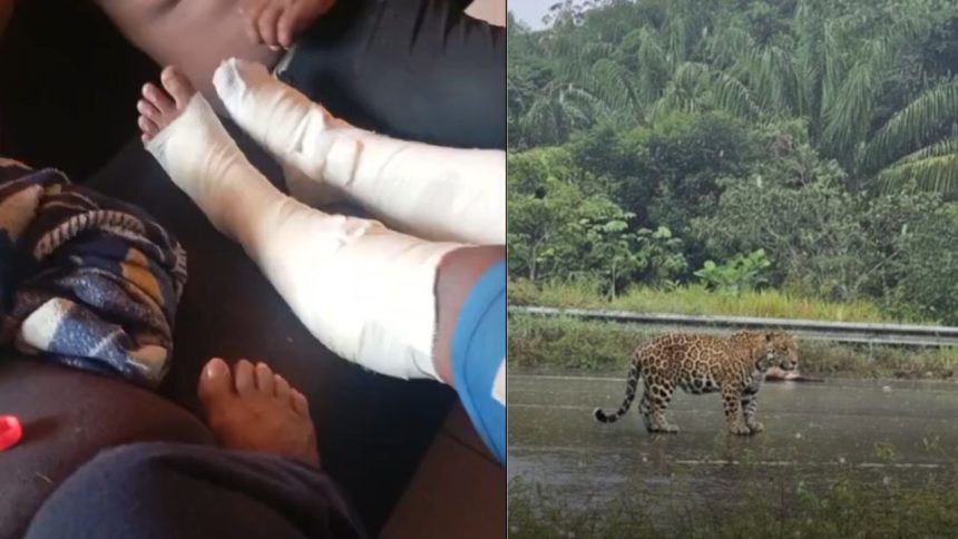 Onça é vista novamente em Iranduba poucas horas após atacar homem e cachorros