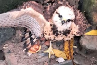 Gavião é resgatado de bueiro no Parque 10 de Novembro, em Manaus
