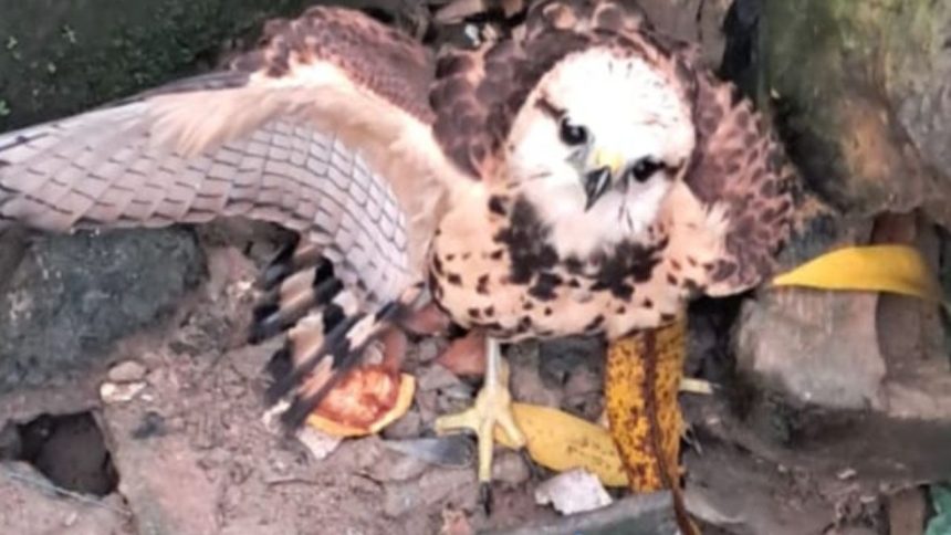 Gavião é resgatado de bueiro no Parque 10 de Novembro, em Manaus