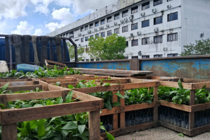 Governo anuncia distribuição de mudas de castanha-da-Amazônia