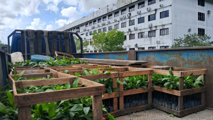 Governo anuncia distribuição de mudas de castanha-da-Amazônia