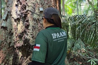 Defeso Florestal: corte e transporte de árvores proibidos no AM