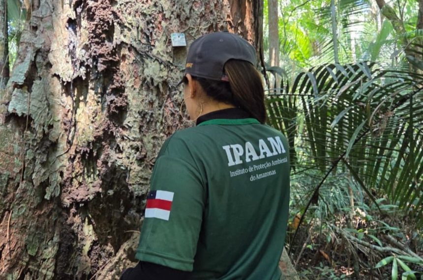 Defeso Florestal: corte e transporte de árvores proibidos no AM