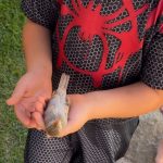 Passarinho bate em vidro e revive após oração de crianças