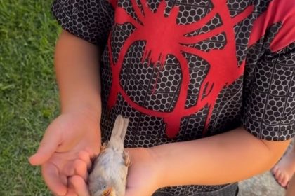 Passarinho bate em vidro e revive após oração de crianças