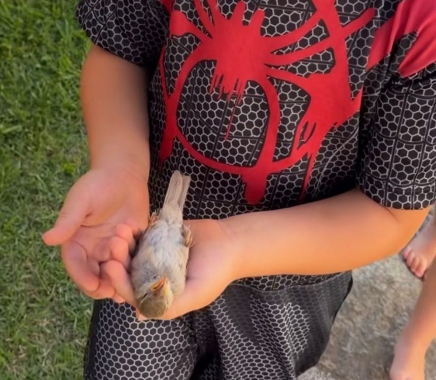 Passarinho bate em vidro e revive após oração de crianças