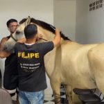 Cavalo entra em barbearia para cortar crina em cena inusitada