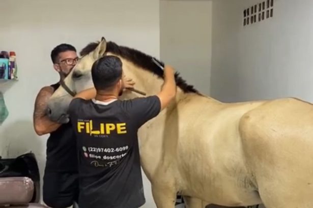 Cavalo entra em barbearia para cortar crina em cena inusitada
