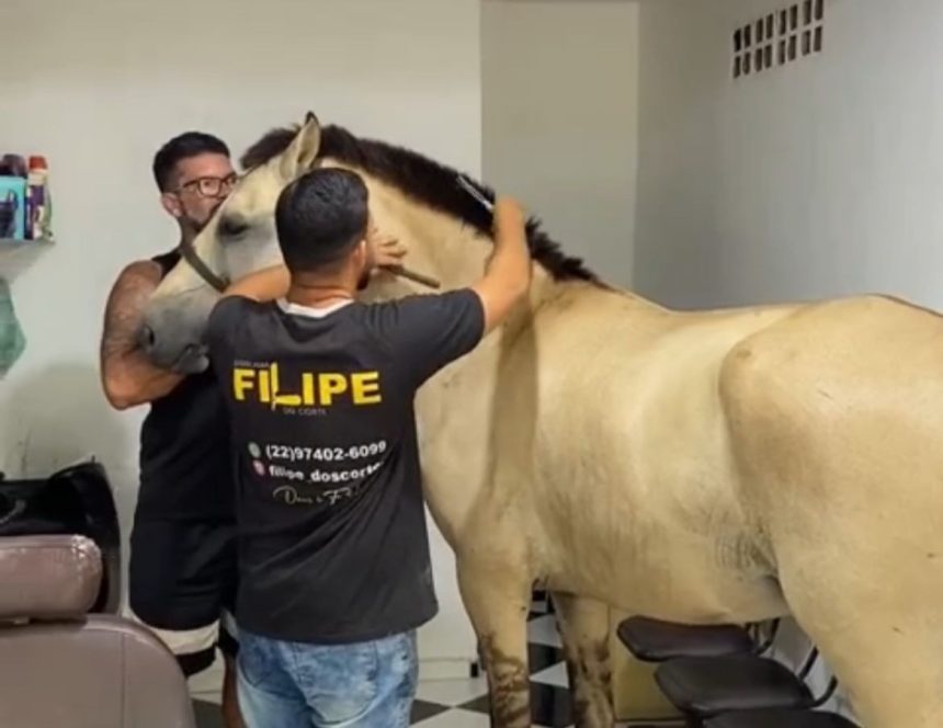 Cavalo entra em barbearia para cortar crina em cena inusitada