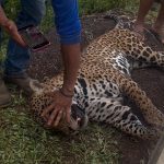 Homem encontra onça atropelada e indígenas auxiliam na retirada