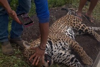 Homem encontra onça atropelada e indígenas auxiliam na retirada