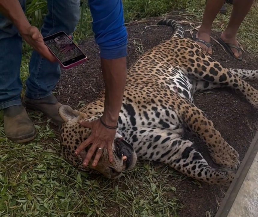 Homem encontra onça atropelada e indígenas auxiliam na retirada
