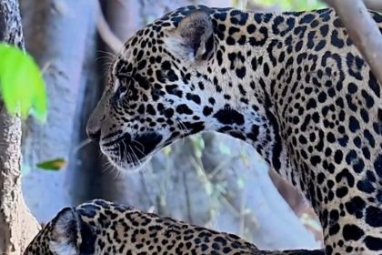 Registro raro no Pantanal mostra duas onças-pintadas acasalando