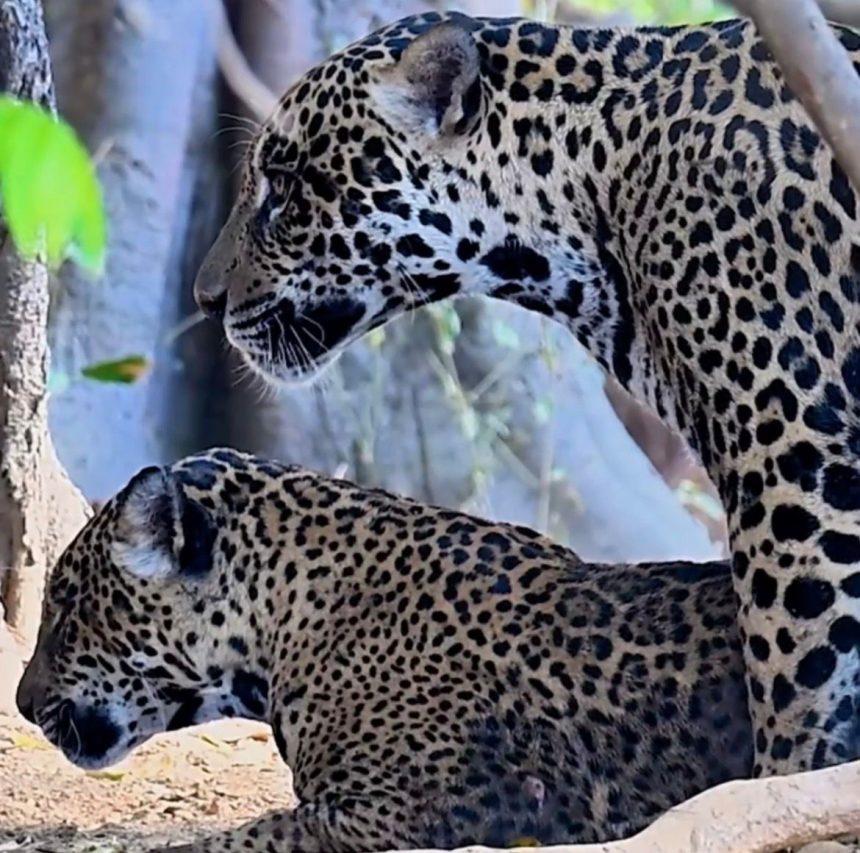 Registro raro no Pantanal mostra duas onças-pintadas acasalando