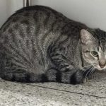Gata cinza tigrado em ambiente interno, agachado perto de uma parede.