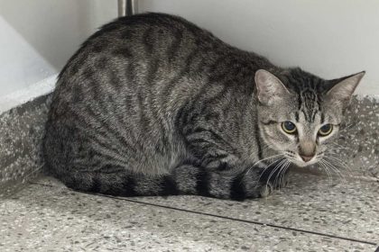 Gata cinza tigrado em ambiente interno, agachado perto de uma parede.