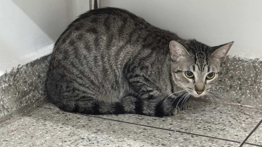 Gata cinza tigrado em ambiente interno, agachado perto de uma parede.