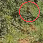 Onças são registradas próximas a caminhoneiros na BR-230, no trecho da Transamazônica