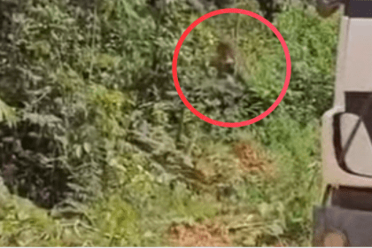 Onças são registradas próximas a caminhoneiros na BR-230, no trecho da Transamazônica