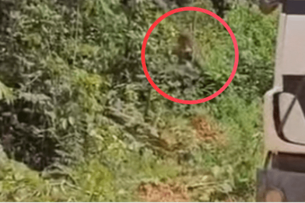 Onças são registradas próximas a caminhoneiros na BR-230, no trecho da Transamazônica