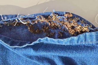 Irmãos são presos com drogas escondidas na costura de bermudas em delegacia do AM