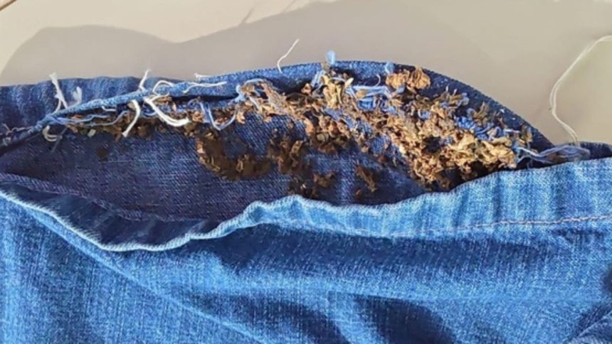 Irmãos são presos com drogas escondidas na costura de bermudas em delegacia do AM