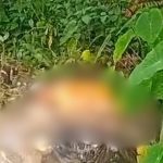 Tronco humano é localizado em área de mata na Cidade de Deus, zona norte de Manaus