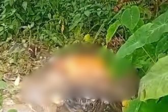 Tronco humano é localizado em área de mata na Cidade de Deus, zona norte de Manaus