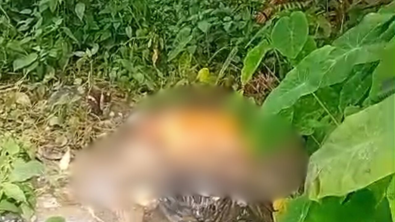 Tronco humano é localizado em área de mata na Cidade de Deus, zona norte de Manaus